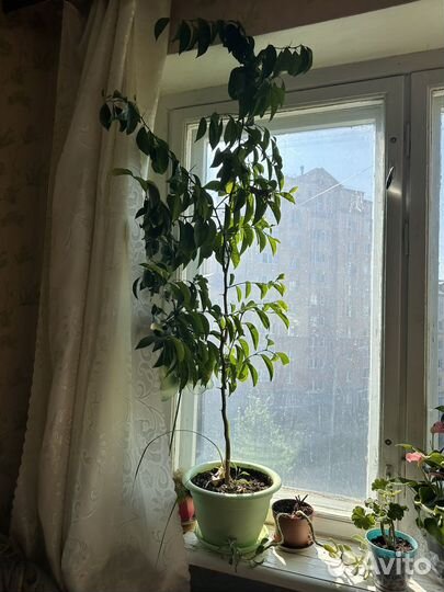 Мандариновое дерево 1,5 метра