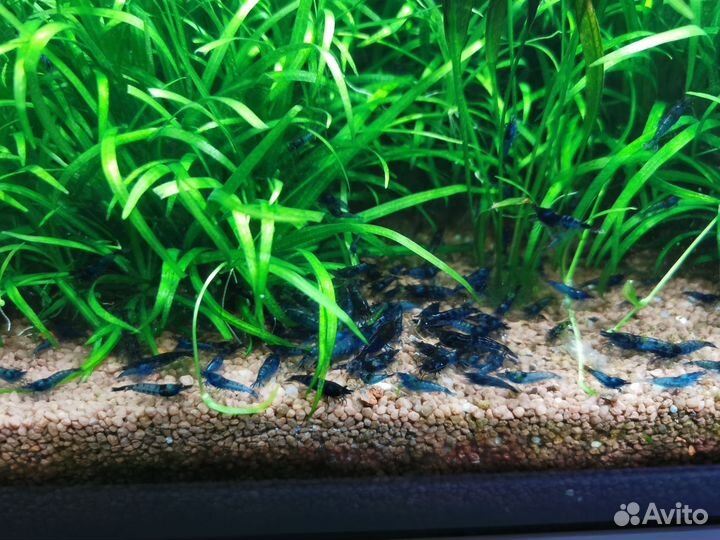 Аквариумные креветки синие