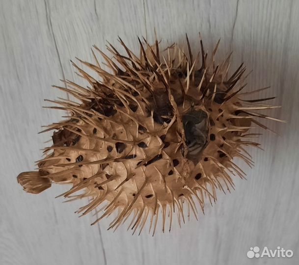 Чучело морской ёж