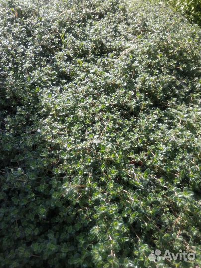 Тимьян или чабрец ползучий