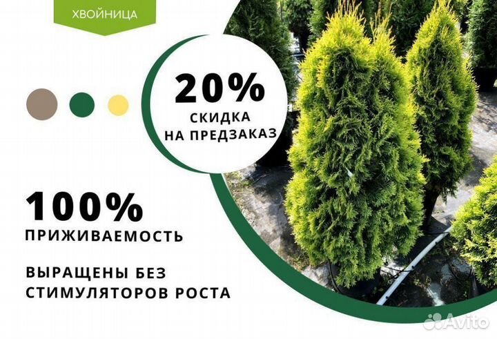 Туя для изгороди