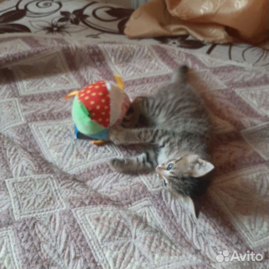 Отдам в добрые руки катенка мальчик