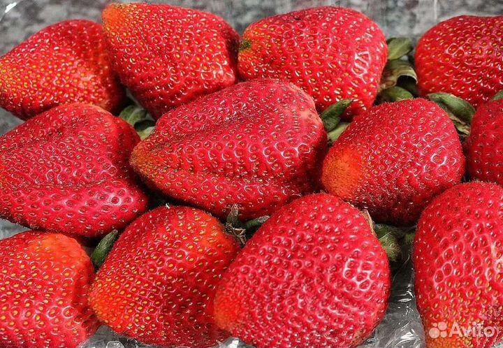 Саж кл 80сор новин достав бесплатная