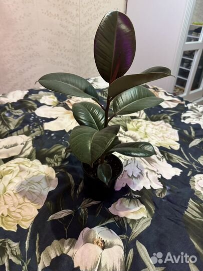 Фикус каучуконосный