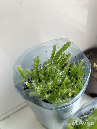 Питахайя драконий фрукт кактусы