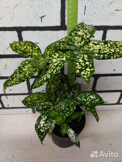 Драцена суркулоза