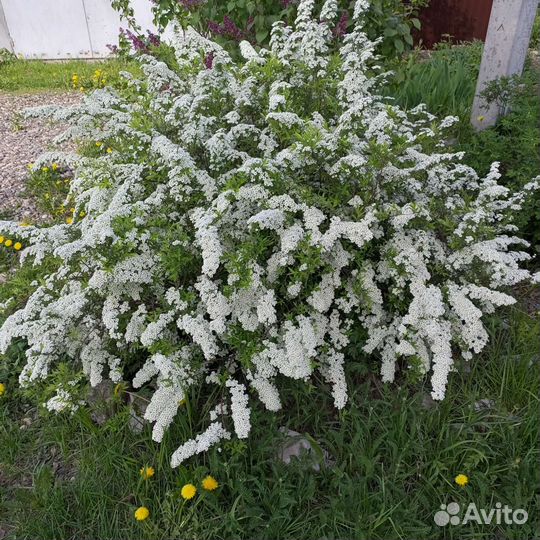 Спирея грефшейм