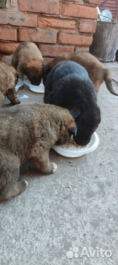 Щенки немецкой овчарки