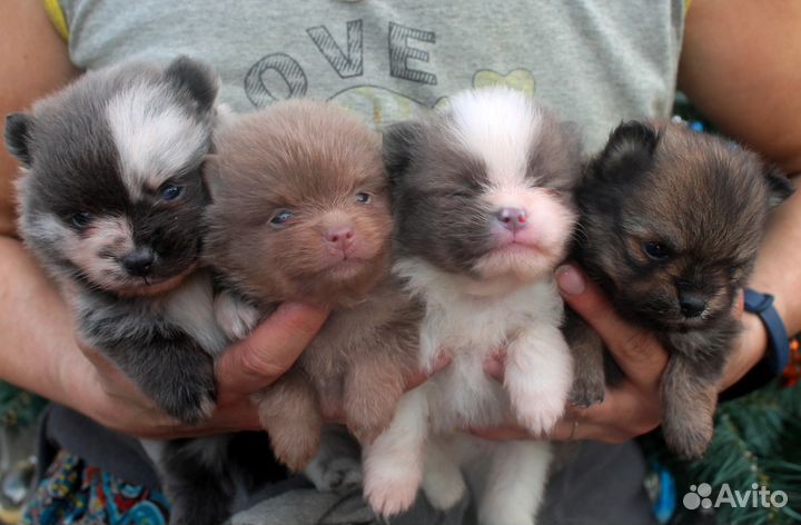 Шпицики померашки очаровашки Цветник