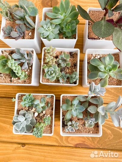 Набор суккулентов