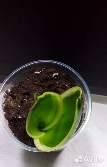 Сансевиерия ханни