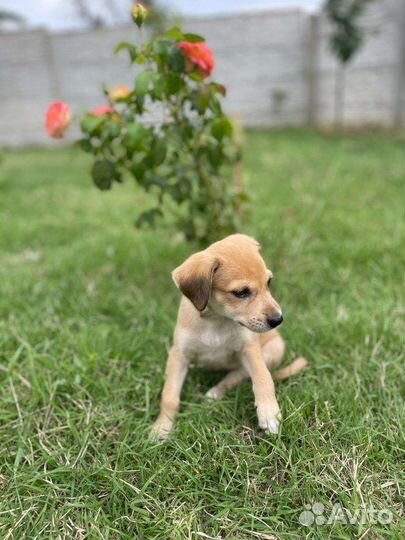 Щенок бесплатно