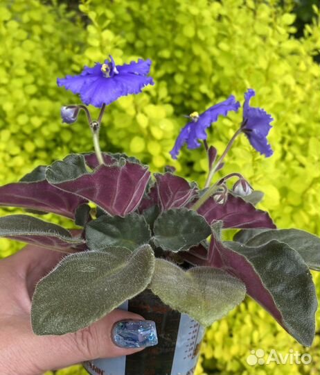 Фиалка шикарный кустик