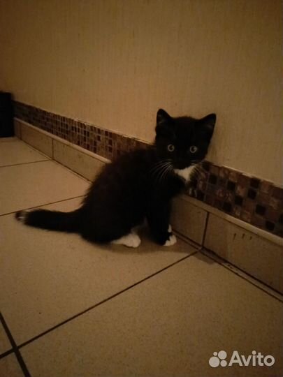 Котик в добрые руки