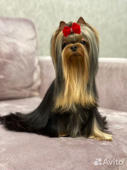 Йорки для ценителей породы(эксклюзивчик)