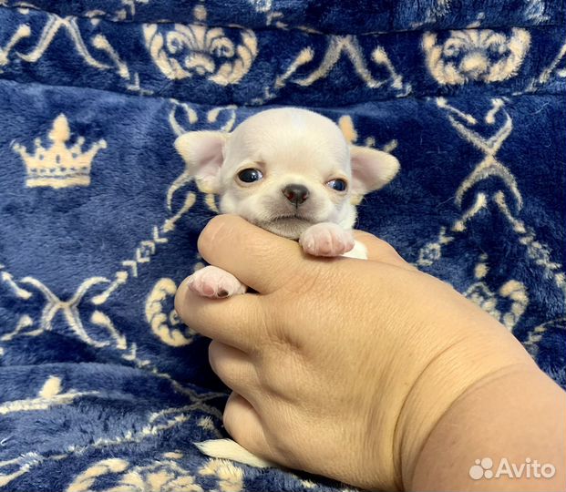 Мини Эльфик