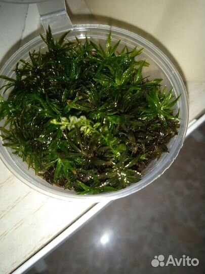 Мох кукушкин лен