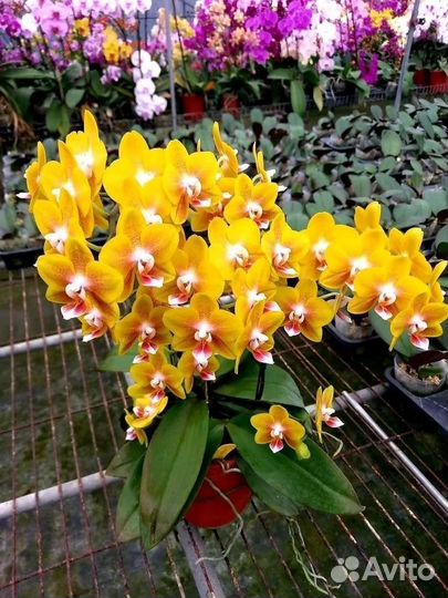 Орхидея фаленопсис Golden perfume