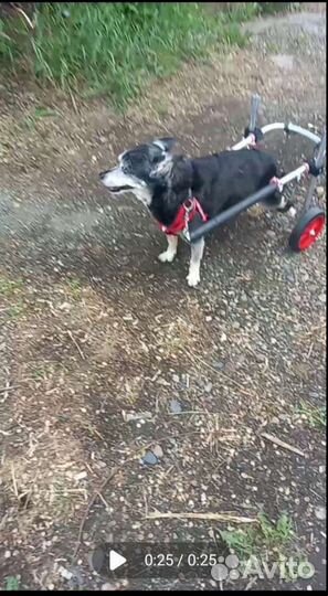 Инвалидная коляска для собак