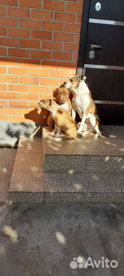 Продаю. Щенка Амбуль девочка. 4месяца