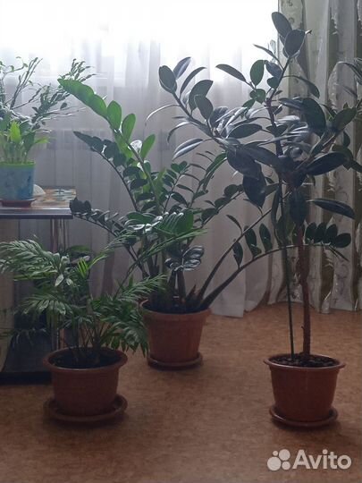 Замиокулькас и фикус