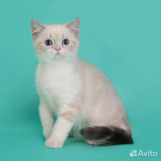 Шотландский котенок