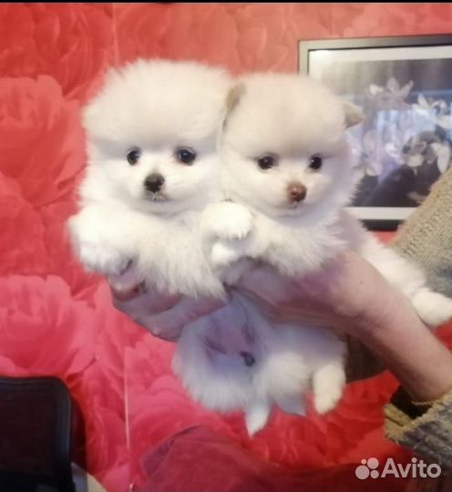 Щенки померанского шпица