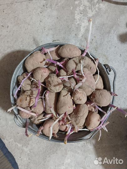 Продам картофель на семена