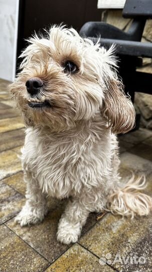 Тротуарная плитка с доставкой