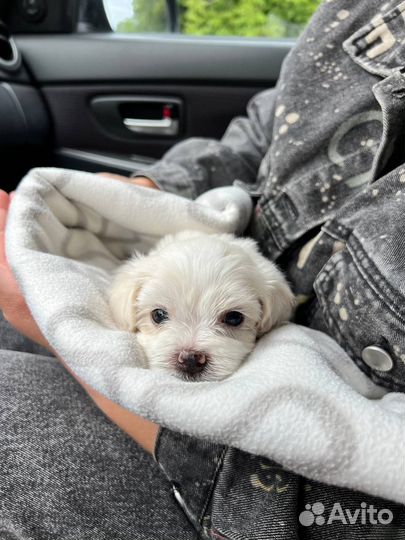 Щенки мальтипу f1 мини