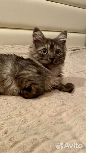 Котенок девочка в добрые руки