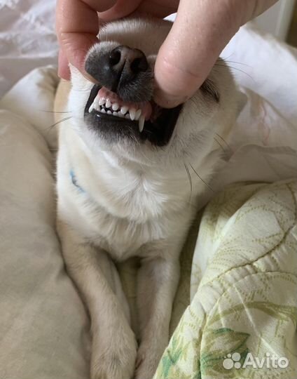 Вязка кобель чихуахуа