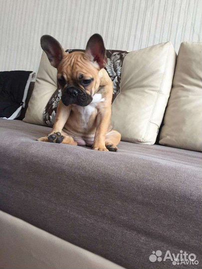 Французский бульдог девочка вязка