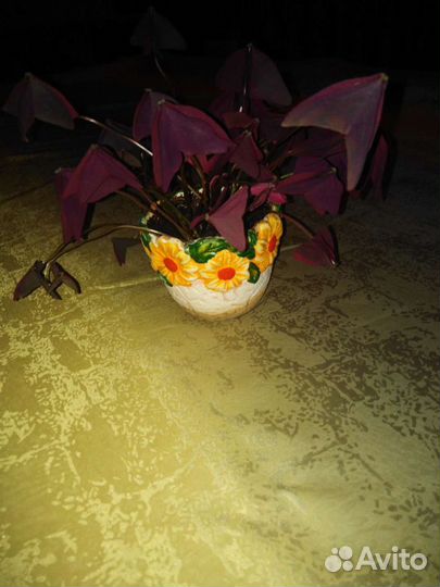 Кислица детки