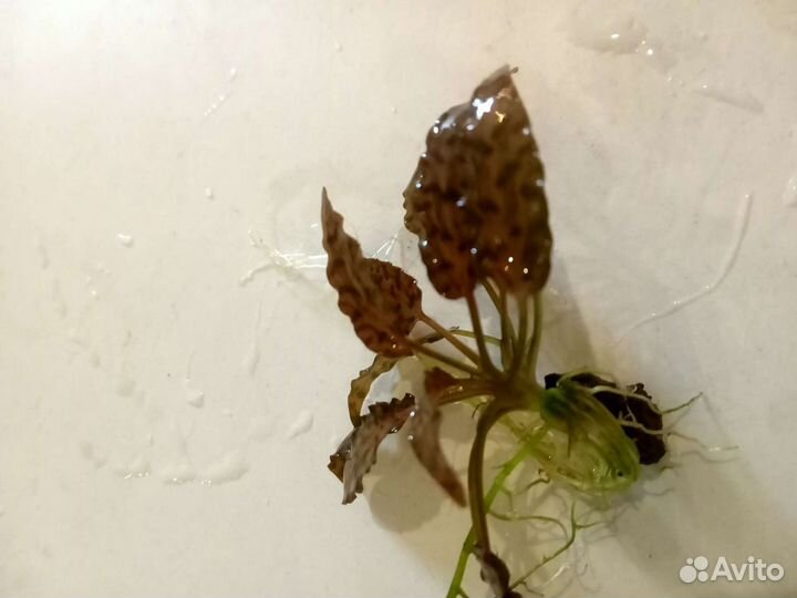 Криптокорина нури розе