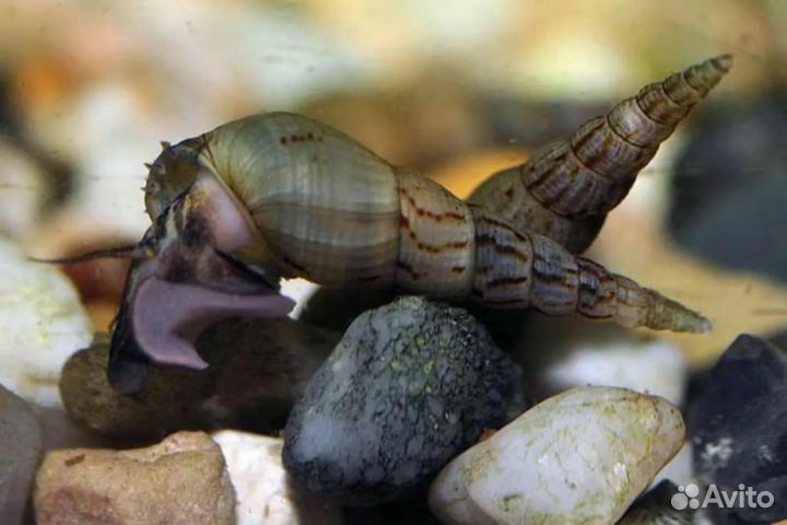Улитка аквариумная