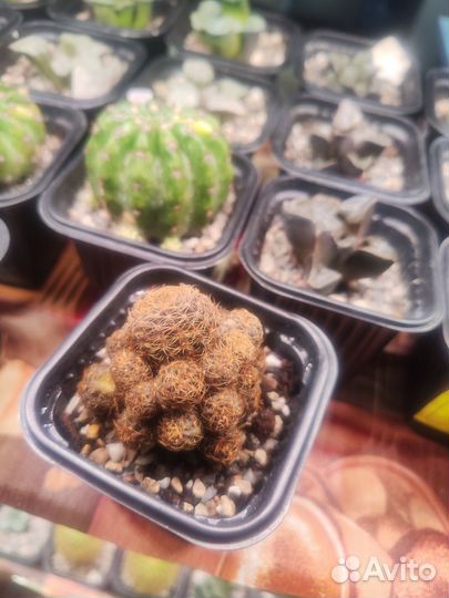 Кактусы и суккуленты