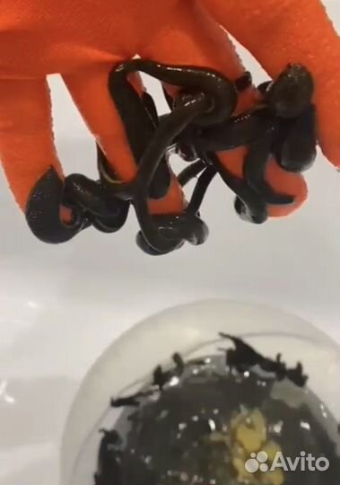 Пиявки медицинские с доставкой по всей России