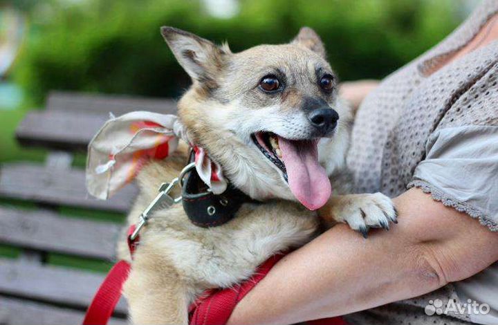 Ищем дом маленькой собачке Жуже