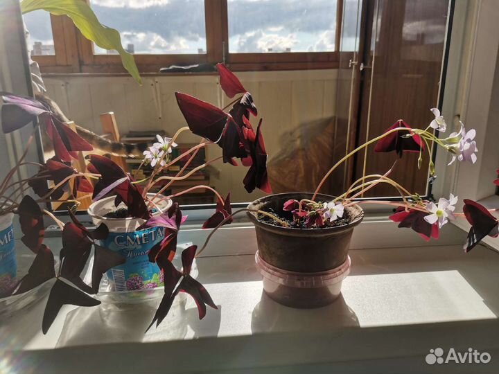 Цветущая кислица, оксалис, бабочка