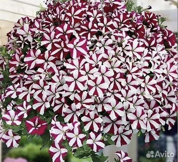 Семена петунии Easy wave уп 5шт изи вейв