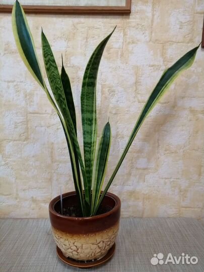 Сансевиерия
