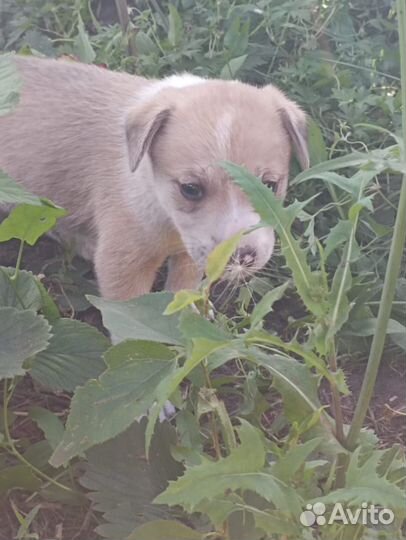 Отдам щенков бесплатно