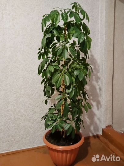 Комнатные цветы шефлера