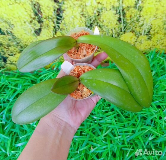 Орхидея фаленопсис биг лип