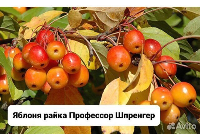 Райская яблоня зкс