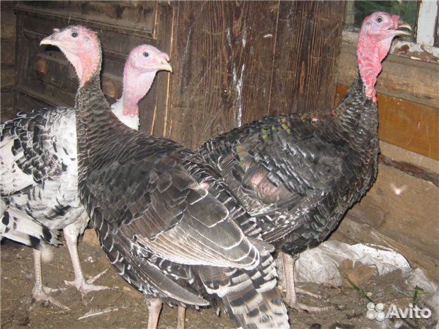 Индюки индюшата