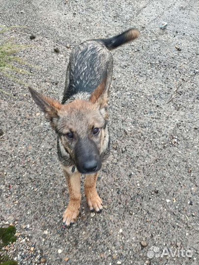 Собака щенок