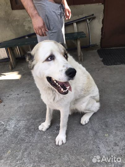 Алабай вязка