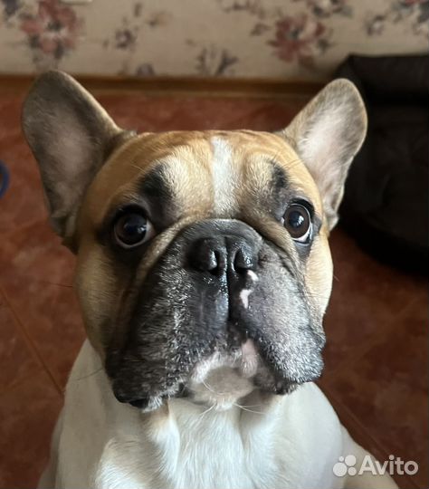 Французский бульдог бесплатно